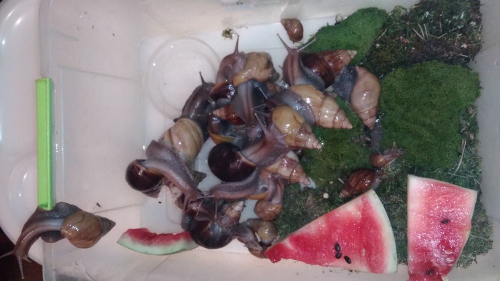 Равлики Ахатини.