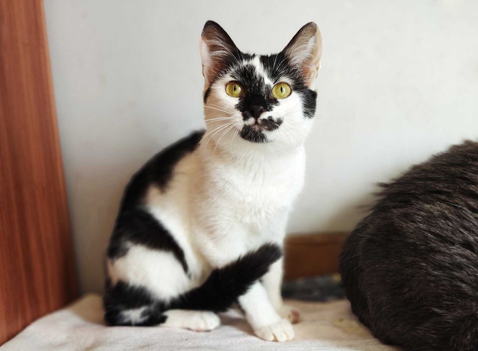 Гарна, незвичайна, екзотична кото-дівчинка Панді (4 міс.). Кошка