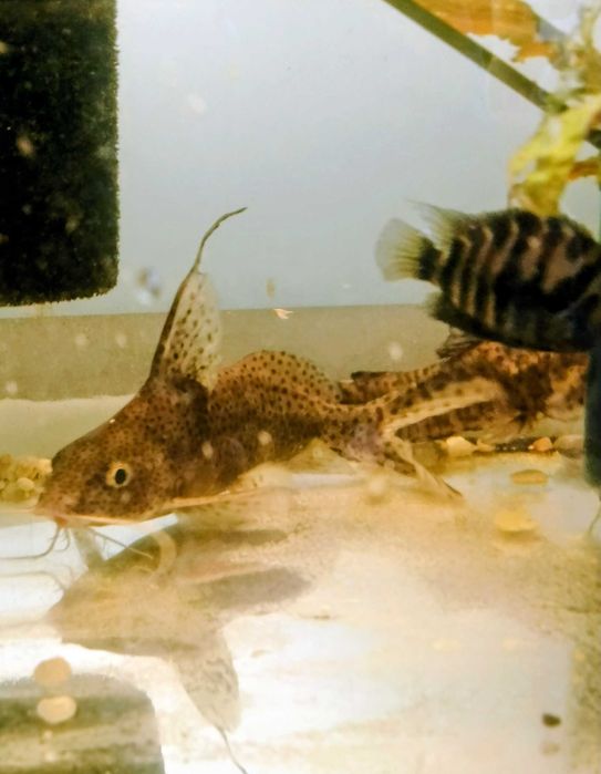 Giętkoząb wielkopłetwy,ryba akw