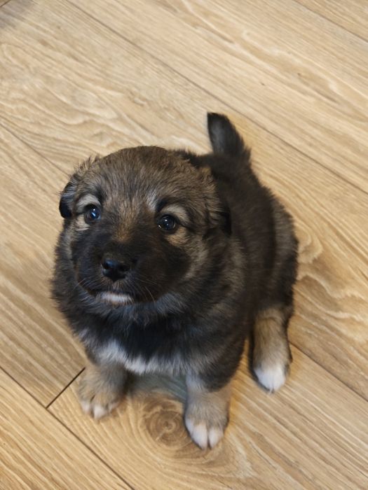 Oddam pieski za darmo