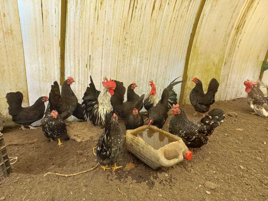 Продам  інкубаційне яйце    курей  порди шабо