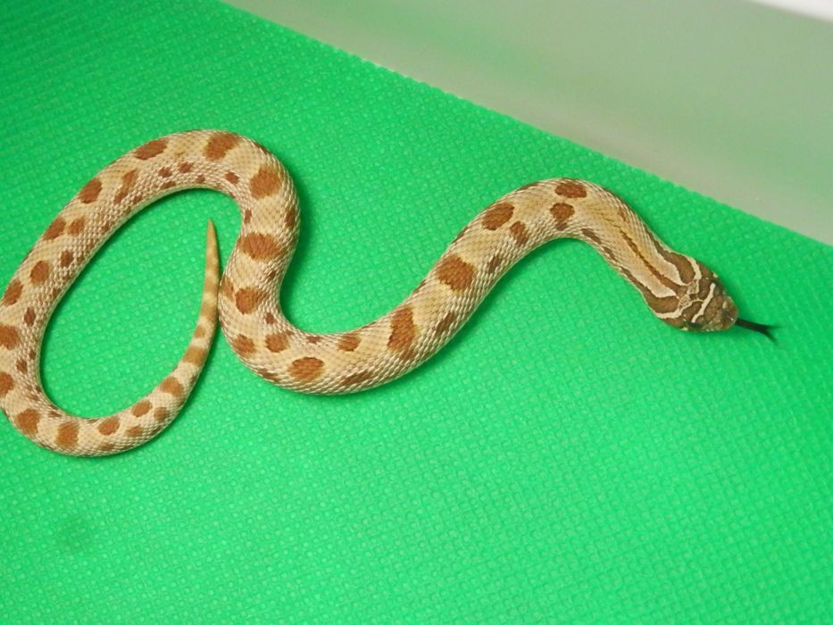 Heterodon zachodni   do końca lutego -20%