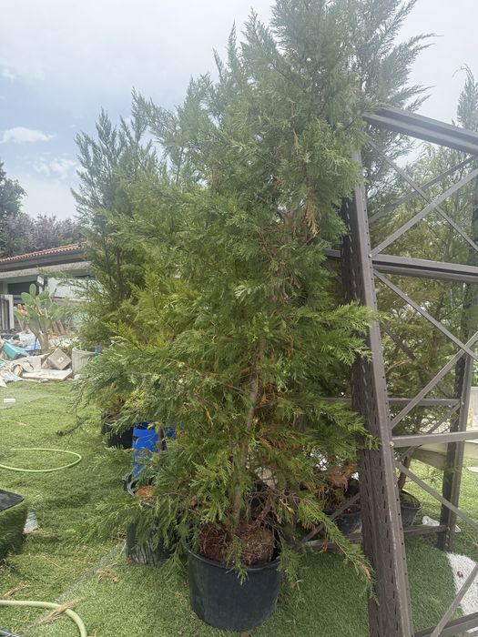 Planatas teopicais