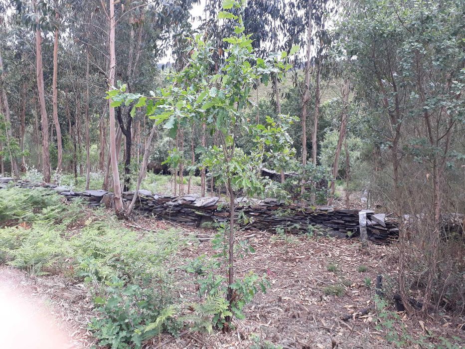 Terreno / Quinta , Penafiel, perto do Porto, 8000 m2, 30 000€