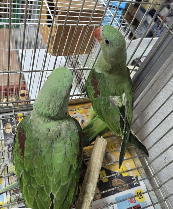 Grande alexandre/caturras