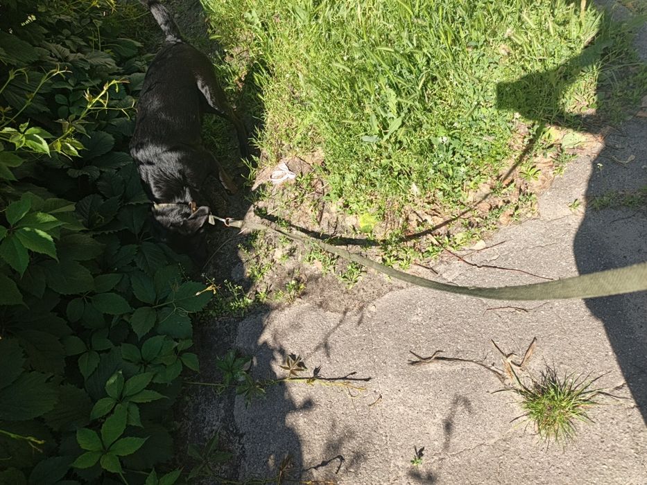 Одам собаку в добрі руки