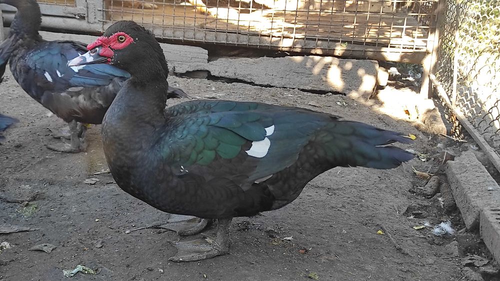 Мускусні качки інкубаційне яйце.