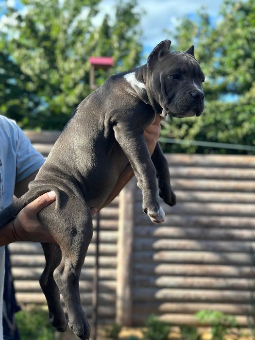 Кобель американского стаффордширского терьера АМСТАФФ АСТ щенок