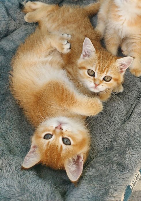 Малюки Британська Золота Шиншила