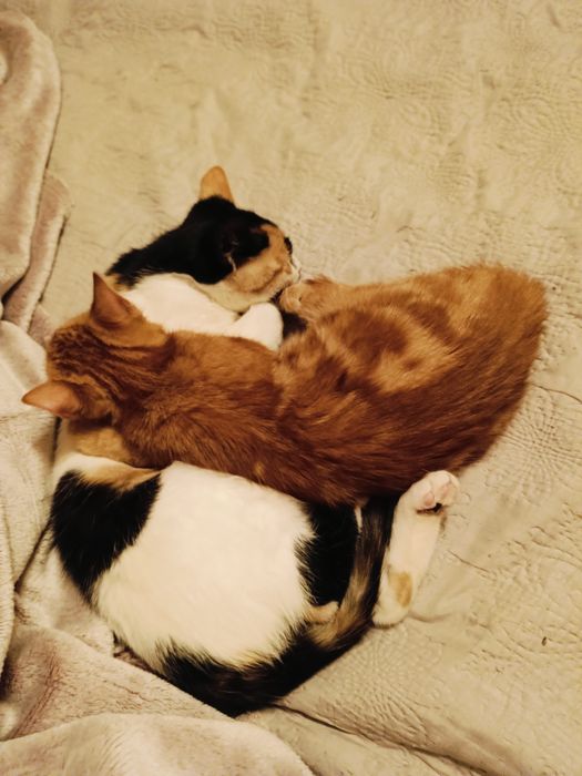 Malina i Łokietek szukają wspólnego domku