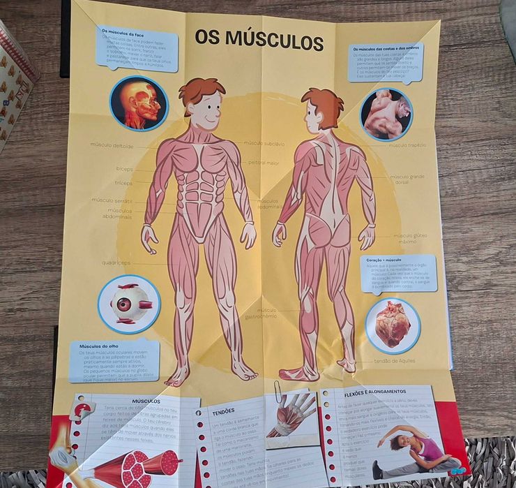 Mundo maravilhoso dos barcos, 100 Atividades, Atlas do corpo humano