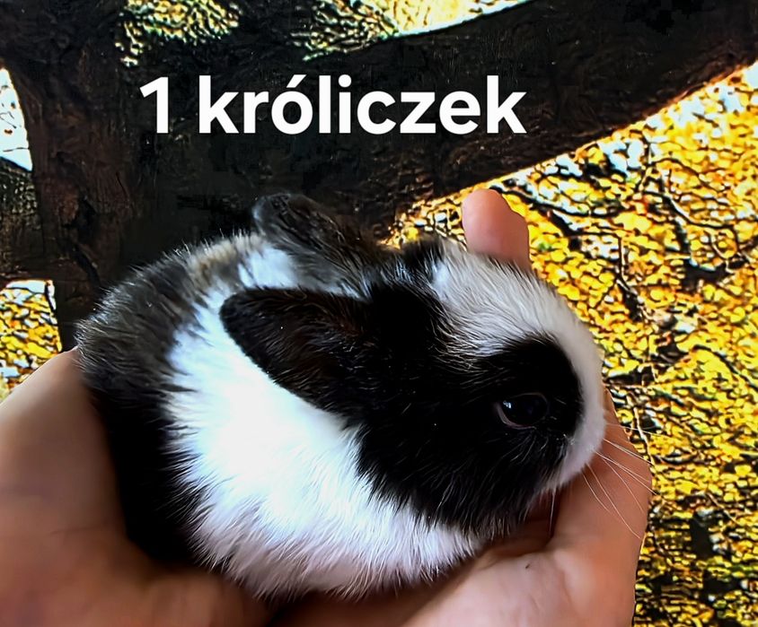 Dwa Króliczki  miniaturki