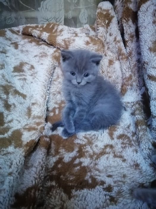 котики шотландские