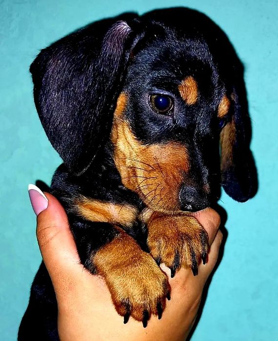 Продам чудо-таксунів!Суми