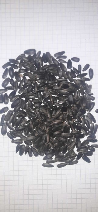 Kukurydza sucha gnieciona kruszona walcowana