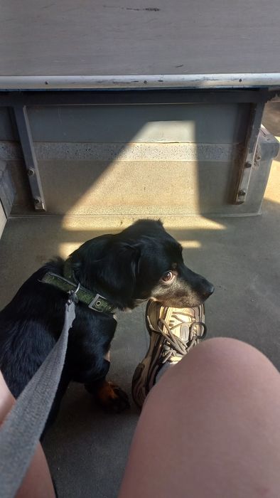 Відаємо собачку в добрі руки