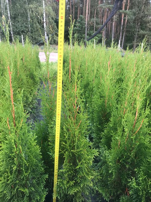 Thuja Smaragd, Tuja Szmaragd