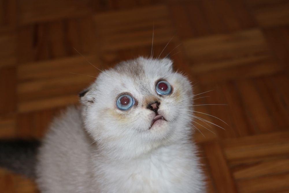 Gatinho scottish fold silver