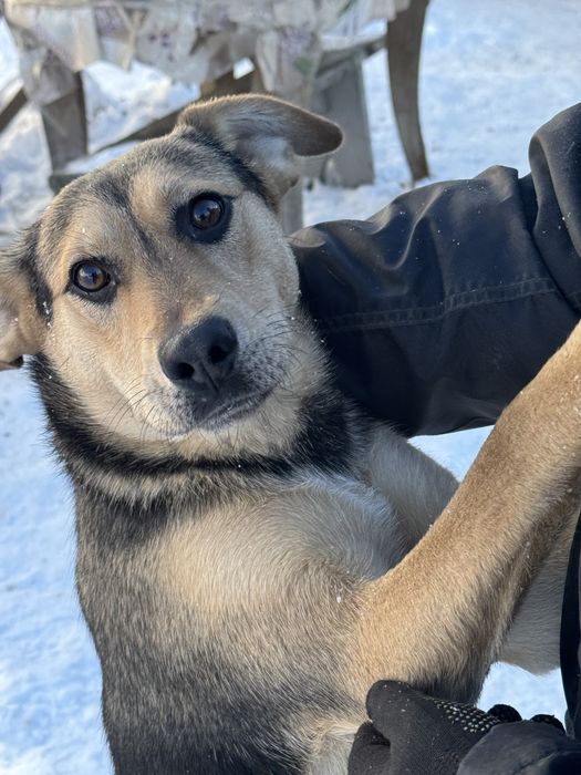 Песики у пошуках домівки!