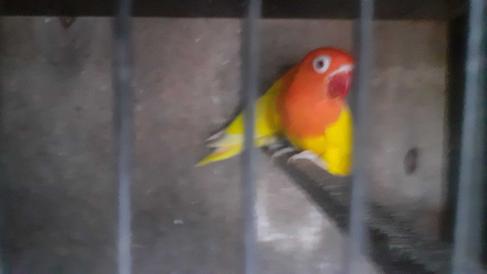 Agapornis Fischers