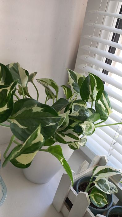 Комнатные цветы.Фелодендрон, Ен Джой. Плющ. 100 гр.