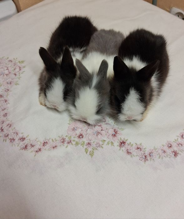 Króliki miniaturki karzełek Teddy