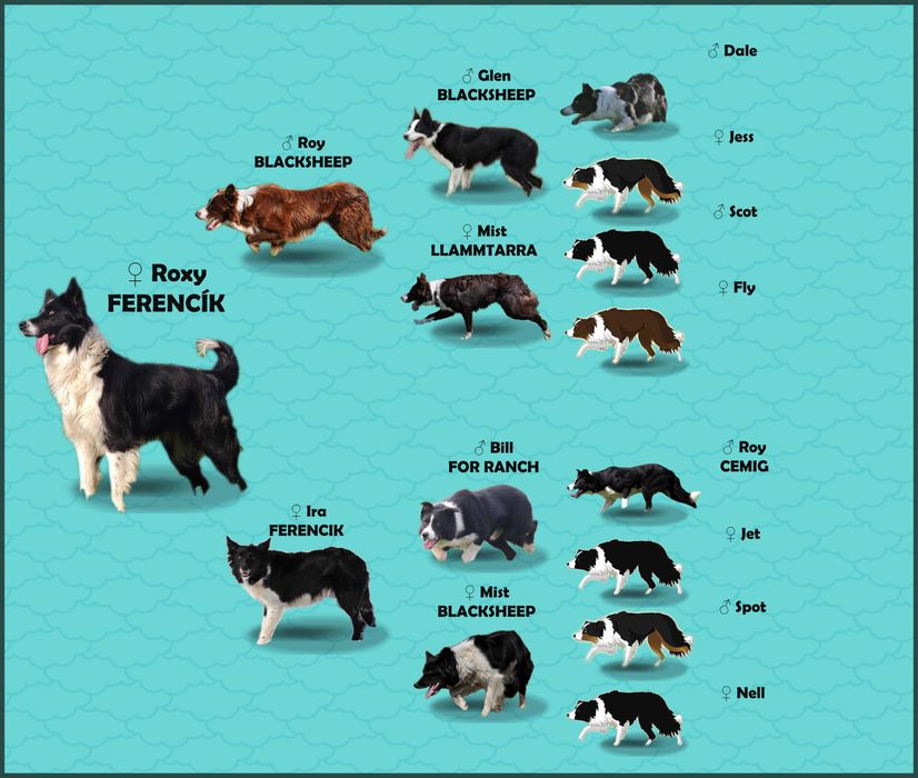 Piękny czekoladowy BORDER COLLIE z pełną dok. super rodzice - przebadani