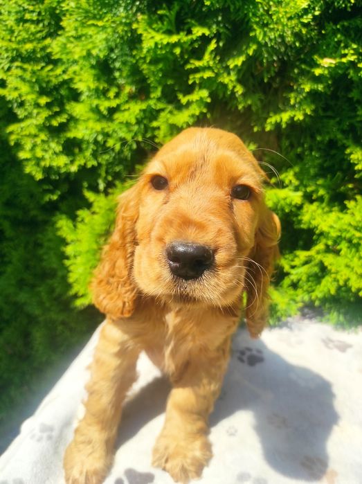 Cocker spaniel angielski chłopak
