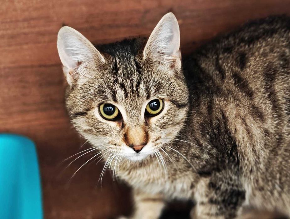 Короткошерстий кіт Лео 4 міс Котик Кошеня Котенок Котеня