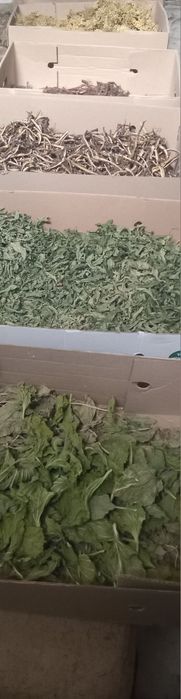 Лікарські трави.