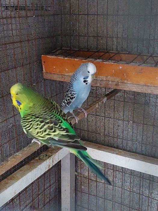 Casal de piriquitos ingleses