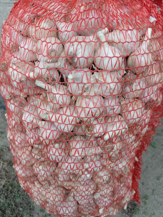 Продам часник...