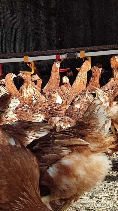 курочки несушки та молодки