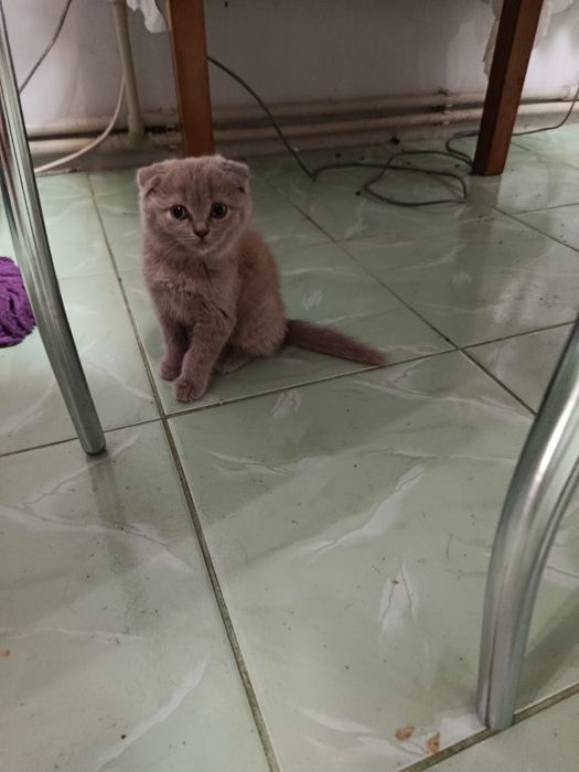 Шукає родину висловухий хлопчикик