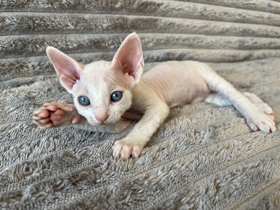 Котик Девон Рекс