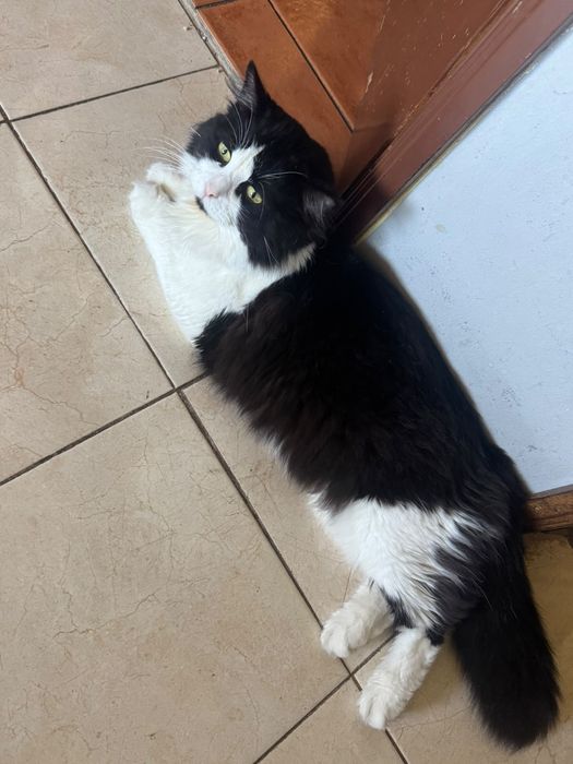 Dou gato traçado de persa