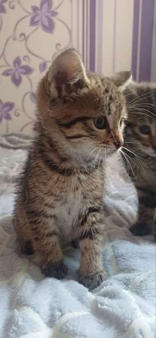Продам   кошенят. ТАББі тигрового окрасу.