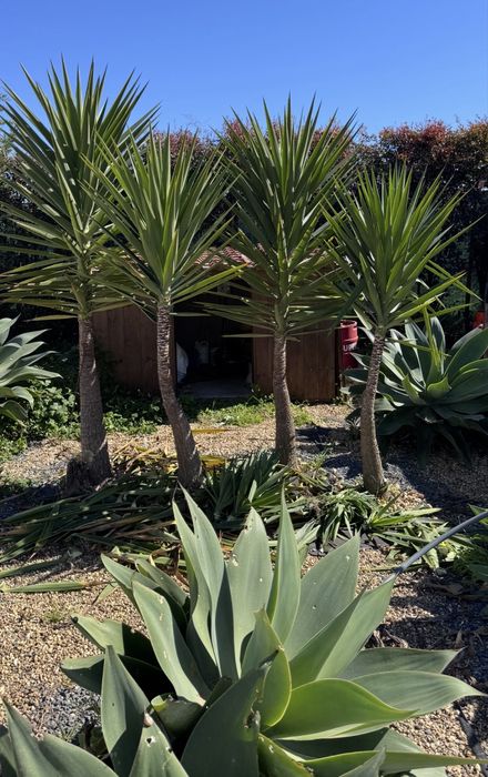 Vendo Yuccas & Catos