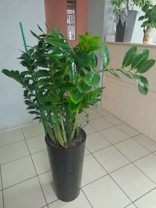 Заміокулькас