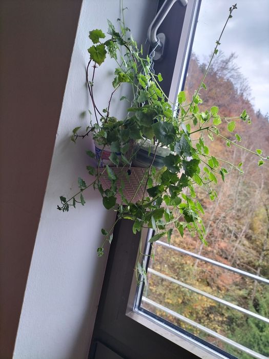 Вьющая глоксиния или лофоспермум