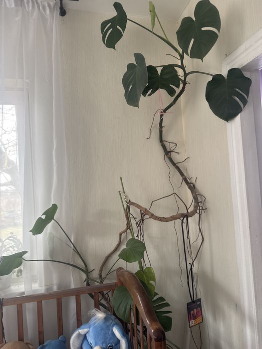 Монстера квітка для дому чи офісу