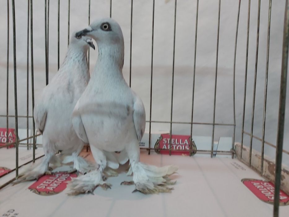 Gołębie Jasne Żałobne Kosmate