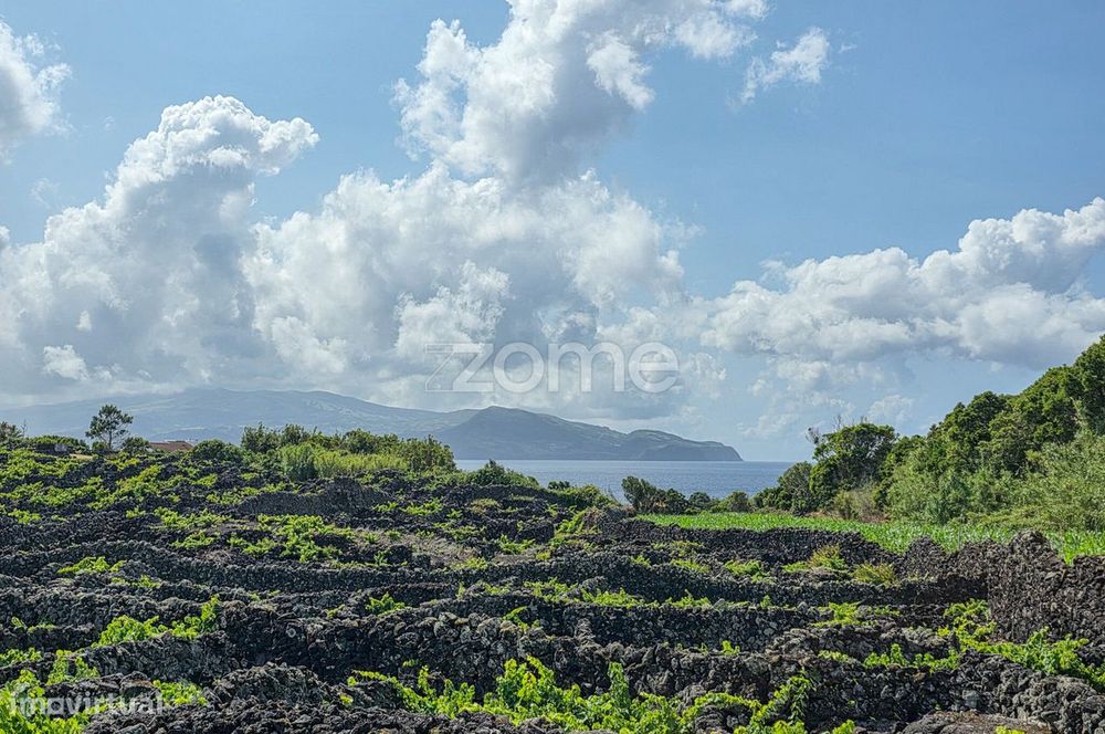 Terreno Rústico com vinha na Madalena, na Ilha do Pico