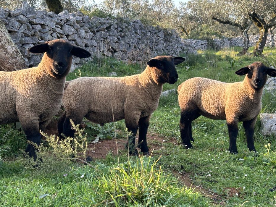 Ovelhas suffolk