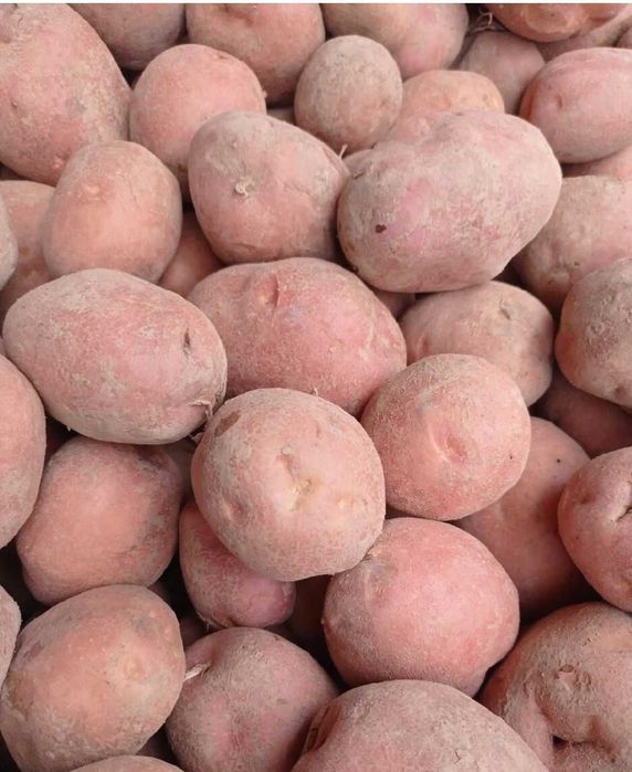 Ziemniaki Bella rosa