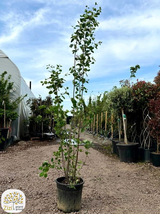duża świdośliwa, amelanchier lamarckii, rozmiary 120-140, 140-160cm