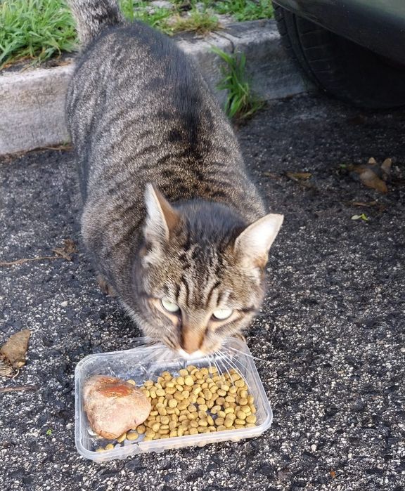 Gatinha de 2 anos procura família