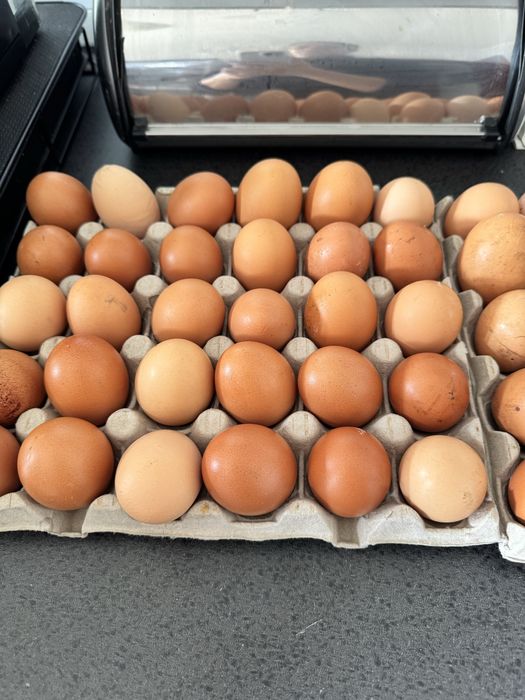 Vendo ovos caseiros 3€ a dúzia