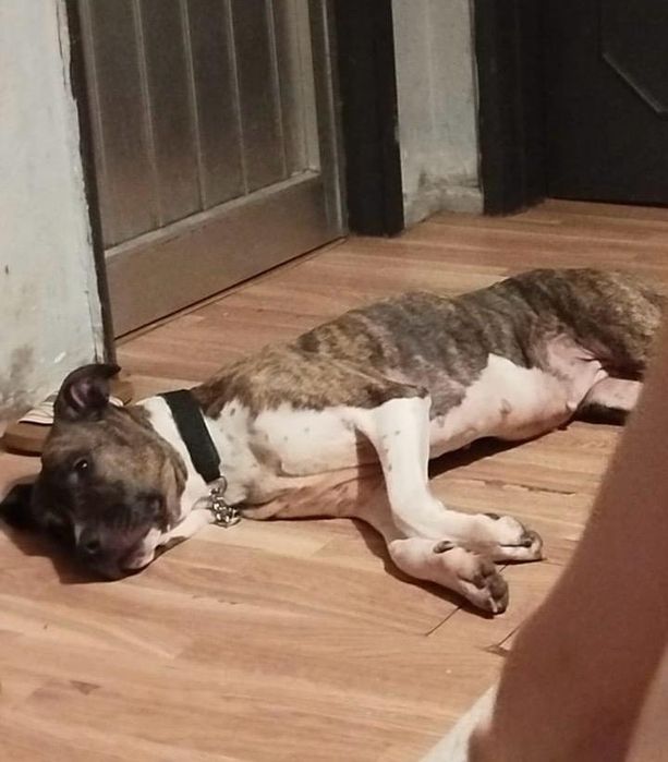 Cadelinha raçada de pitbull