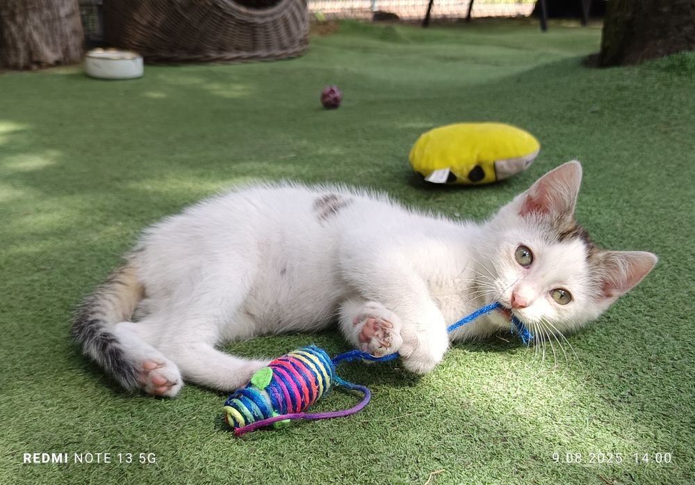 Milan - mały psotnik szuka domku